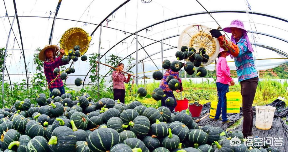 日本南瓜种植技术与管理视频_日本南瓜大棚种植技术_大棚日本南瓜的栽培技术