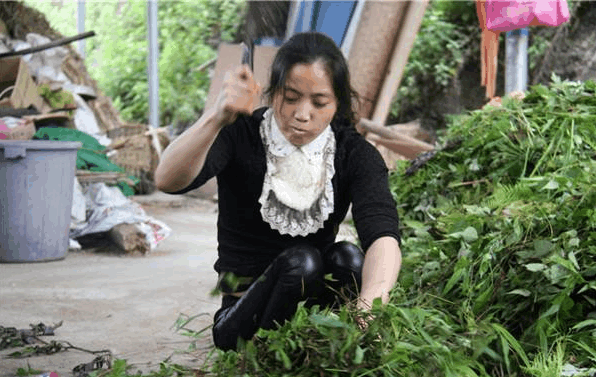 视频致富潘远香在线观看_致富经视频潘远香_视频致富潘远香是真的吗