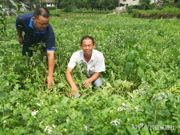 致富种植野果的句子_种植致富的野果_种植野果前景如何