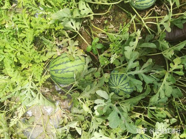 种植致富的野果_致富种植野果的句子_种植野果前景如何