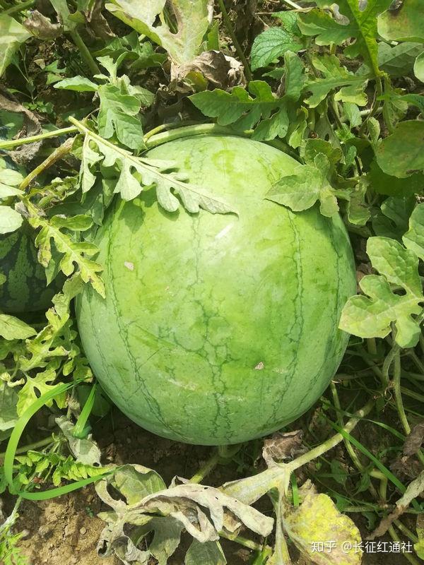 种植致富的野果_致富种植野果的句子_种植野果前景如何