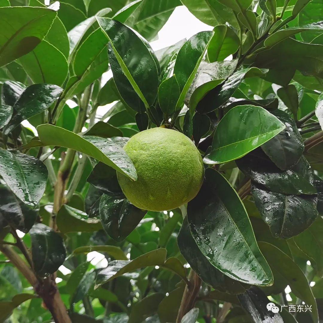 橘红种植效益_橘红种植技术_种植橘红引领致富