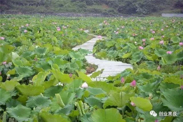 荷花养殖池塘技术与管理_池塘荷花养殖技术_荷花养殖