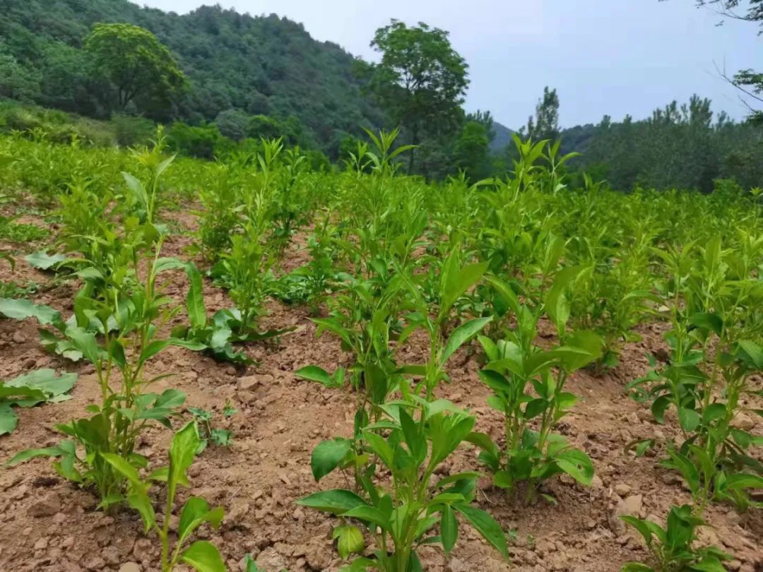 湖北种植香菜致富_湖北香菜价格_湖北香菜什么时间种