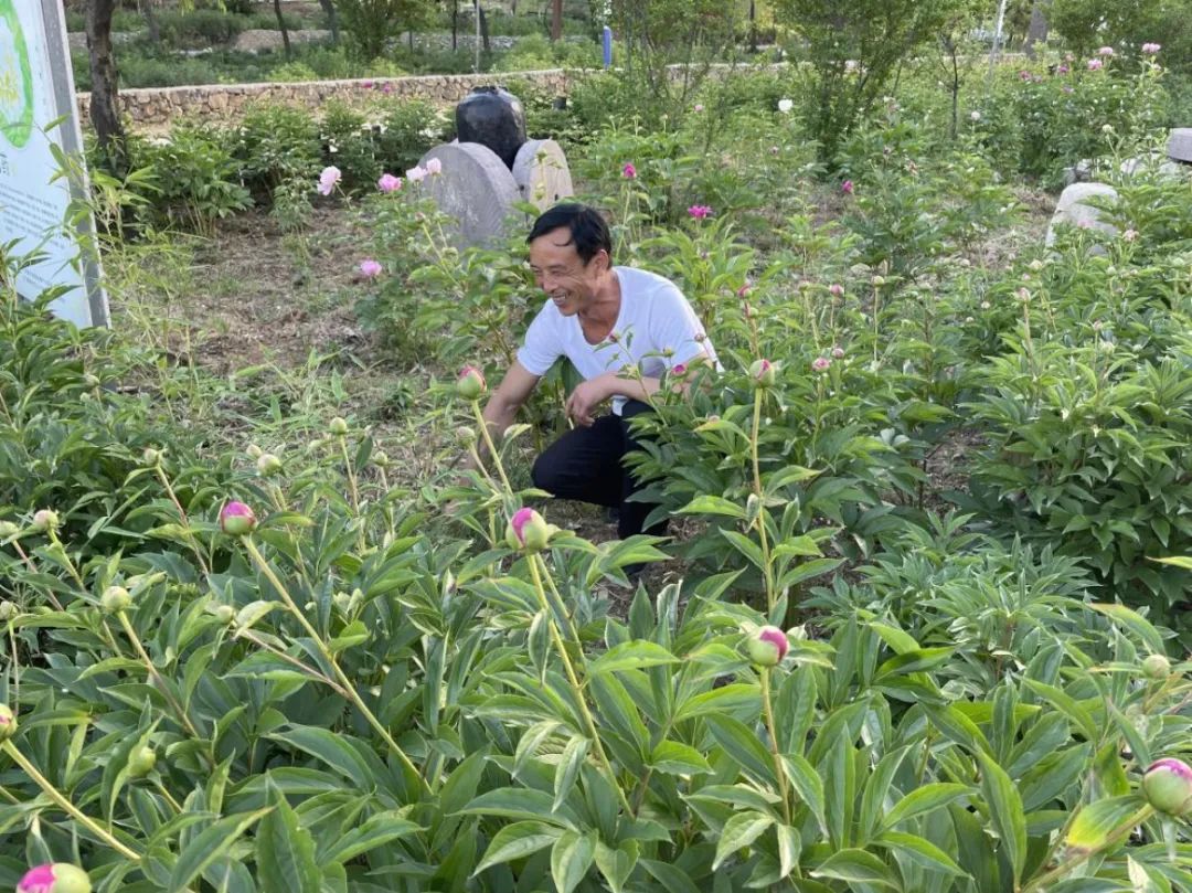 湖北香菜什么时间种_湖北种植香菜致富_湖北香菜价格