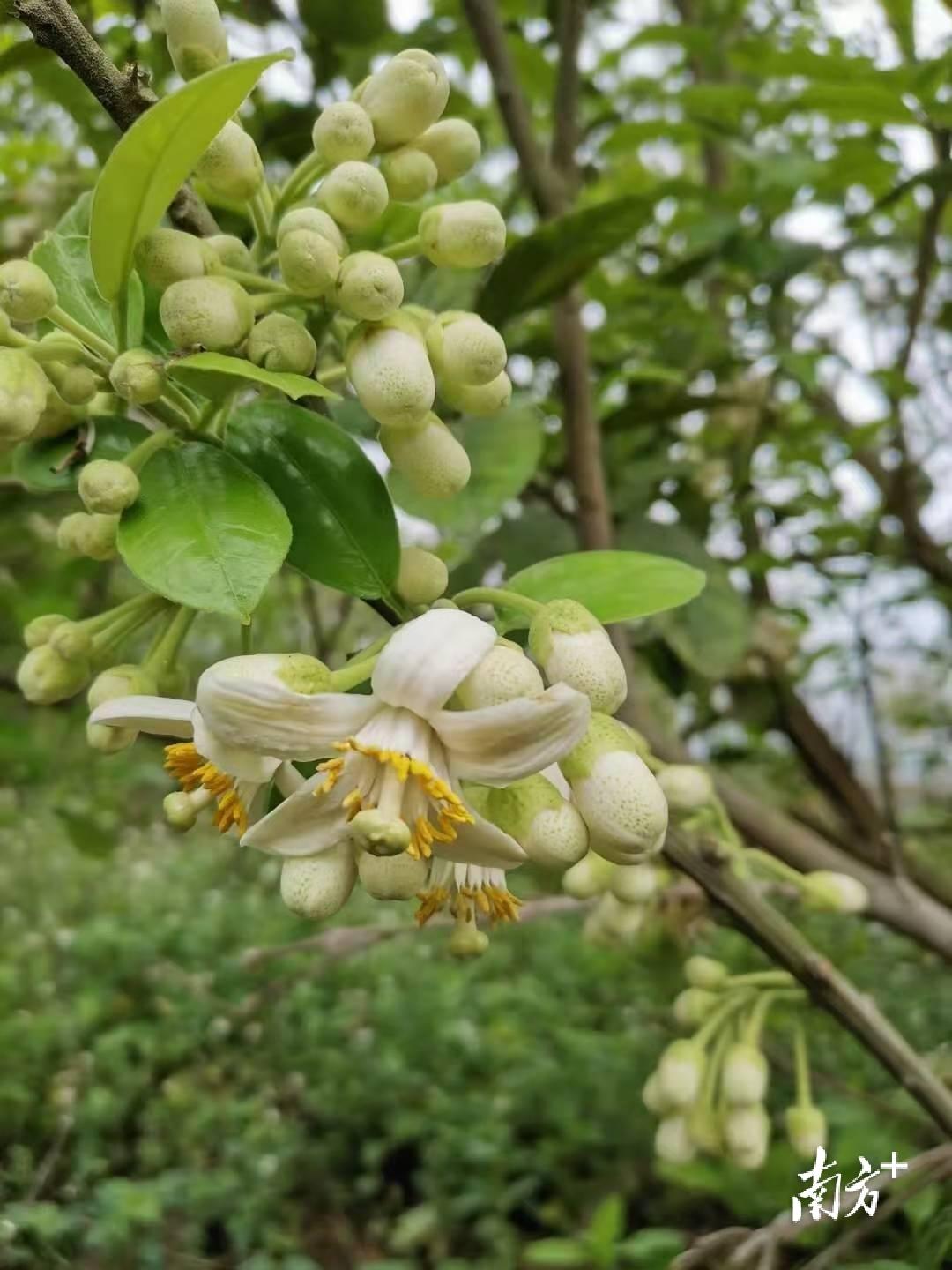 种植橘红引领致富_橘红种植技术_致富引领种植橘红的句子