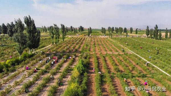 致富种植野果图片_致富种植野果的句子_种植致富的野果