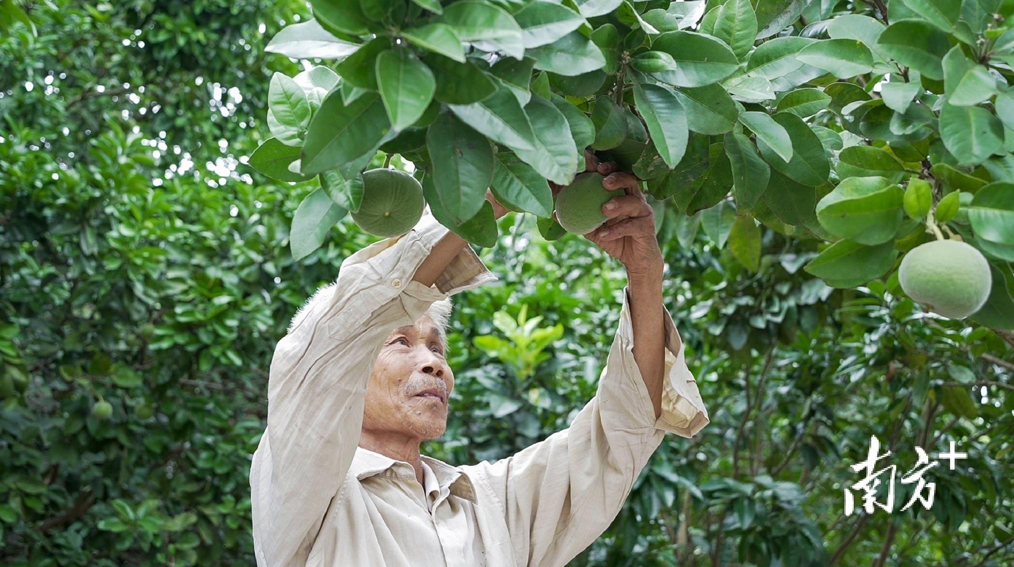 橘红种植基地_致富引领种植橘红的句子_种植橘红引领致富