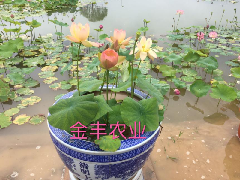 安徽一日一技｜荷花栽培技术