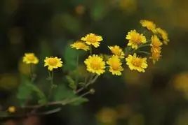 大叶蒲公英种植技术_蒲公英种植大叶技术要点_大叶蒲公英种植视频