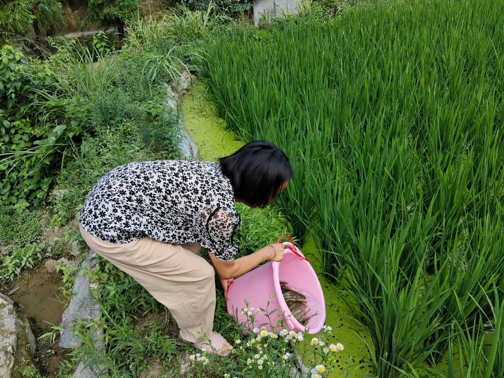 稻花鱼骗局_致富经稻花鱼视频_稻花鱼致富经