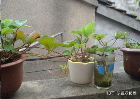 种植致富的野果_致富种植野果的句子_致富种植野果视频