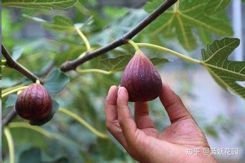 致富种植野果视频_种植致富的野果_致富种植野果的句子