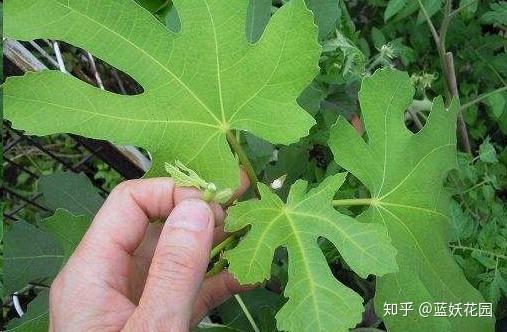 致富种植野果的句子_种植致富的野果_致富种植野果视频