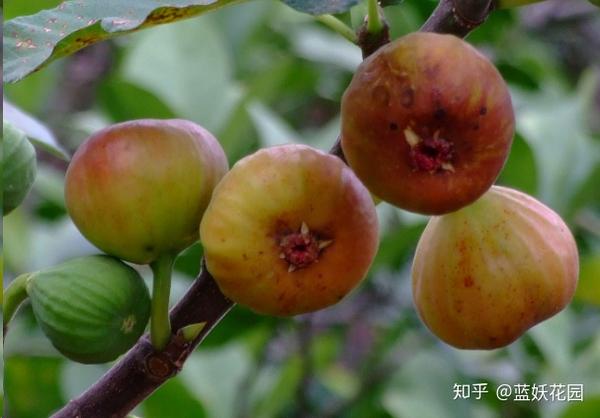 种植致富的野果_致富种植野果视频_致富种植野果的句子