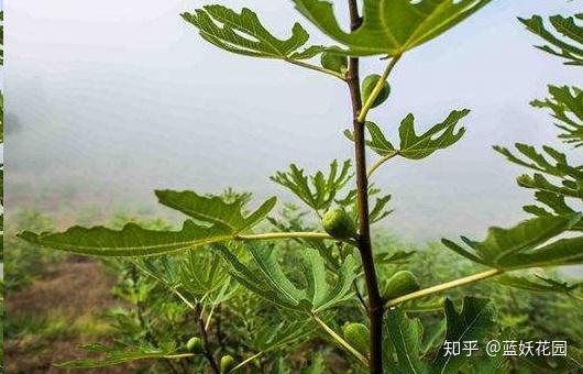 致富种植野果视频_种植致富的野果_致富种植野果的句子