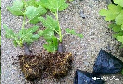 致富种植野果视频_种植致富的野果_致富种植野果的句子