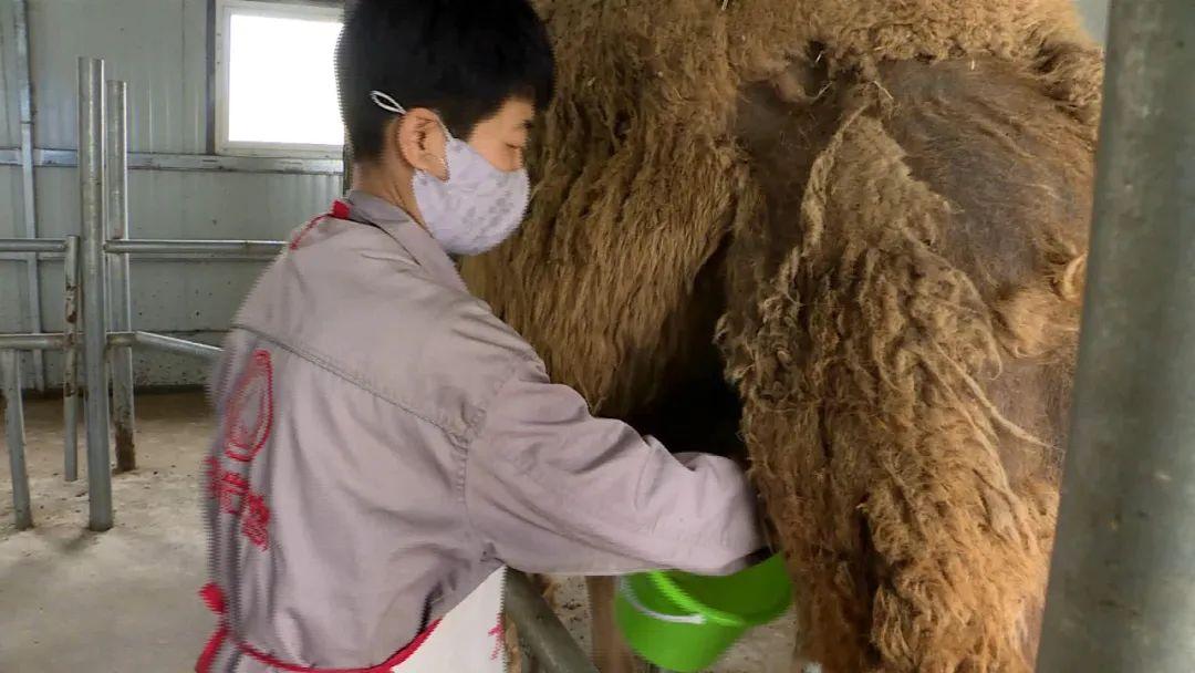 骆驼养殖户_骆驼养殖托起村民致富梦_骆驼养殖业