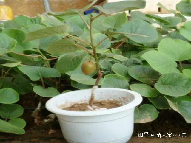 年桔盆栽种植技术_盆栽年桔的种植方法和管理_年桔盆景怎样种植