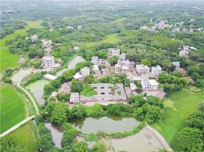 广东茂名市沙琅镇完善龟业产业链 “养龟小镇”的转型之路