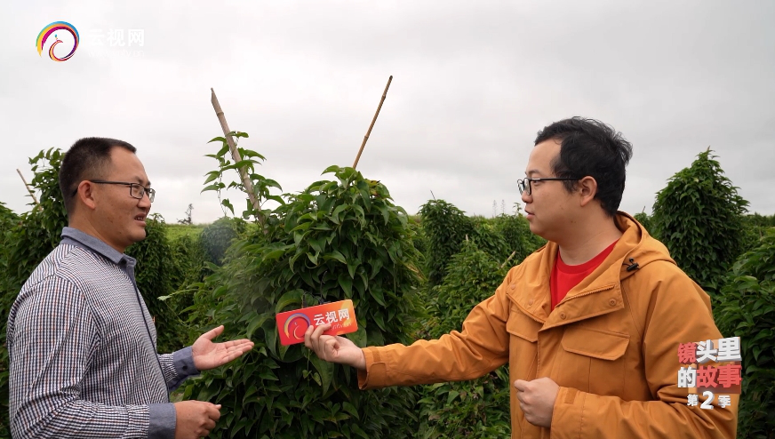 致富山药种植农村视频_致富山药种植农村图片大全_农村种植山药致富