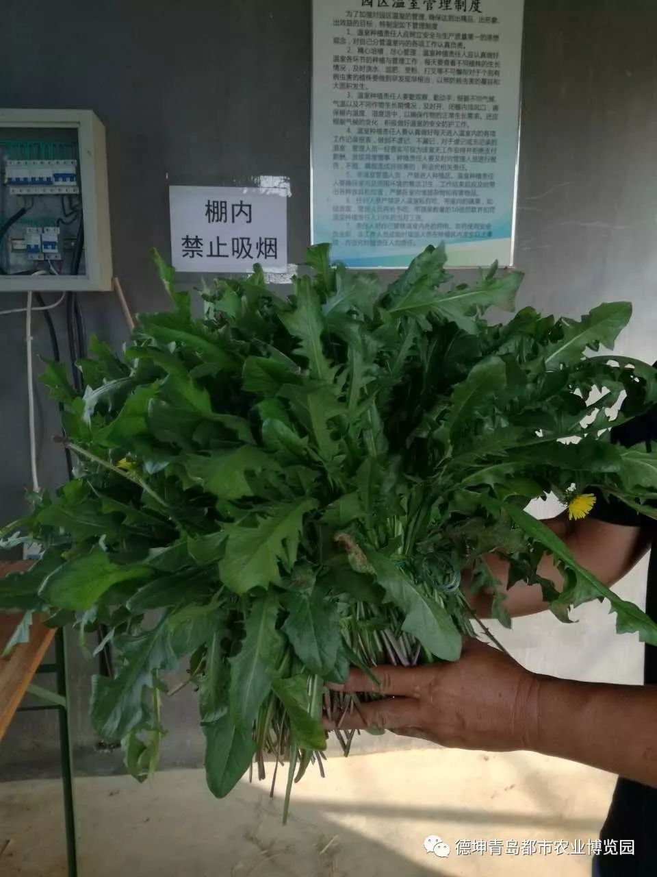 蒲公英种植大叶技术要求_大叶蒲公英种植技术_蒲公英种植大叶技术要点