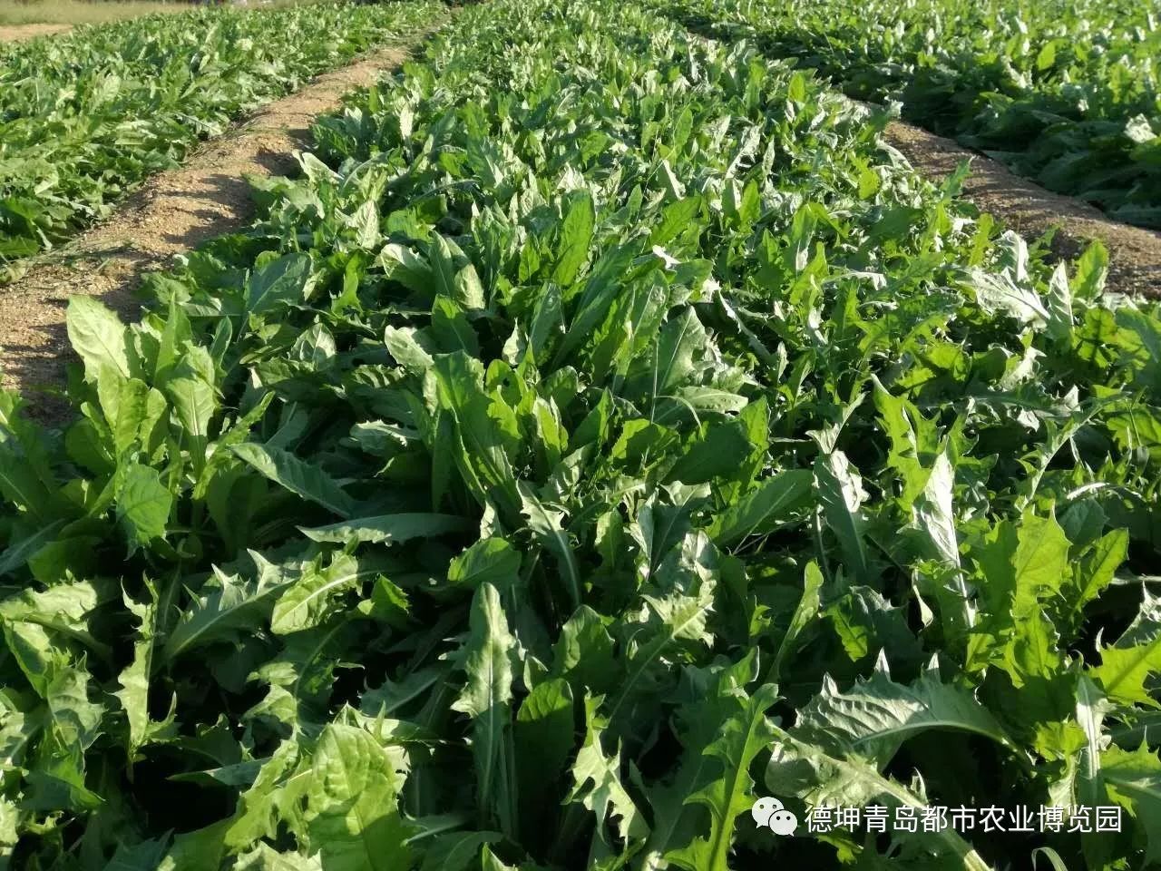 蒲公英种植大叶技术要求_蒲公英种植大叶技术要点_大叶蒲公英种植技术