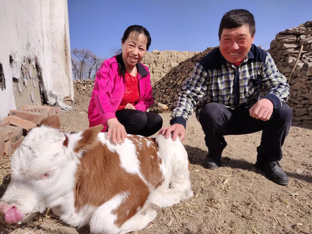 致富养牛创业视频_致富经肉牛养殖视频_视频致富养殖肉牛是真的吗