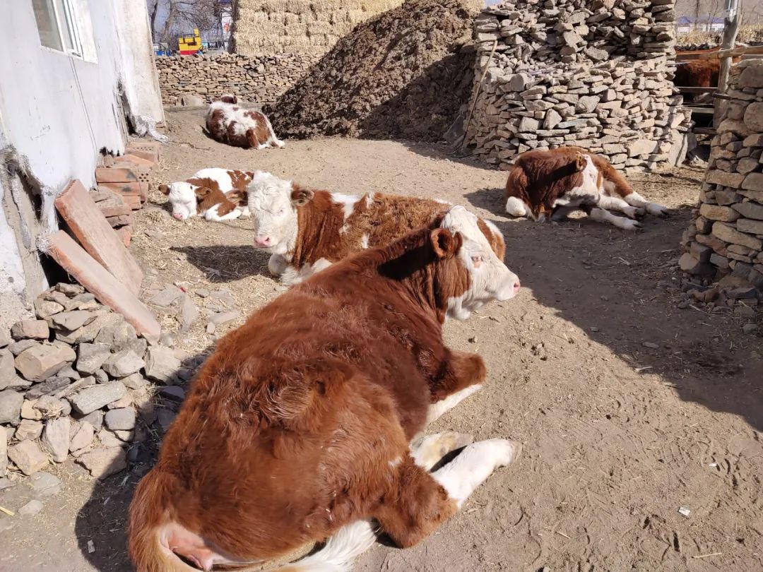 致富养牛创业视频_致富经肉牛养殖视频_视频致富养殖肉牛是真的吗