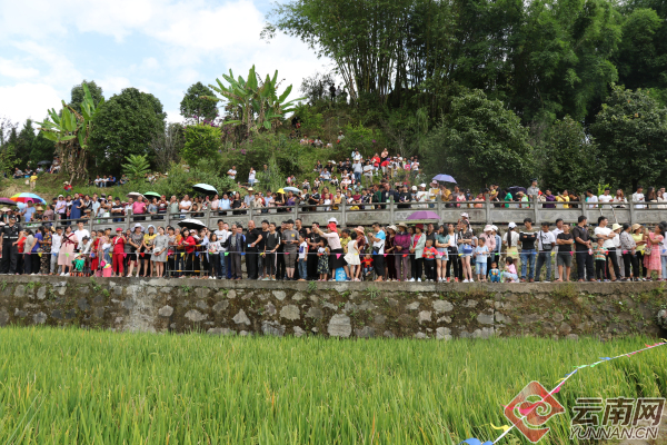 致富经稻田养鱼视频_稻花鱼致富经_稻花鱼养殖方案