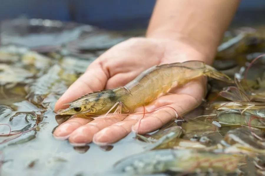 海水养殖脊尾白虾的技术要点