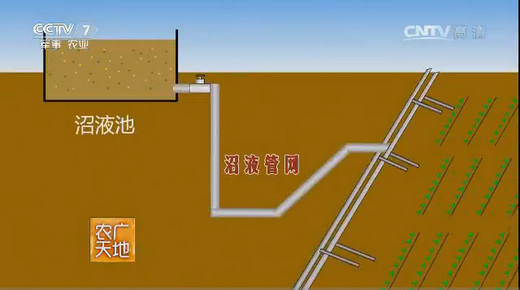 致富经大棚养猪_致富经大棚养猪种菜视频_致富经大棚里养猪