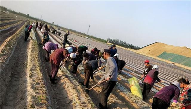 农民致富种植项目_临清农村种植致富_农村种植致富案例