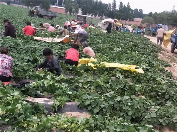 农民致富种植项目_临清农村种植致富_农村种植致富案例