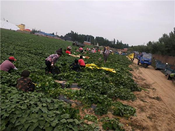 农民致富种植项目_农村种植致富案例_临清农村种植致富