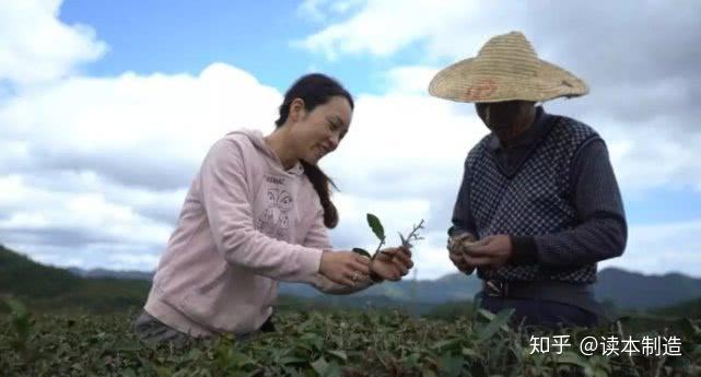 荒山种茶人_荒山种植致富茶_荒山种茶政策