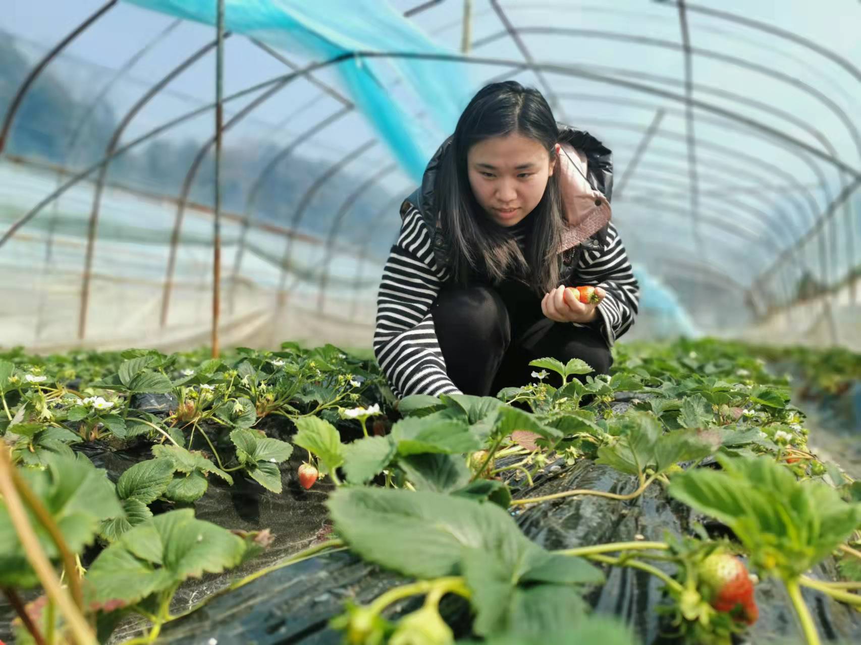 鹤峰：大棚内花艳果红 草莓种成“致富果”