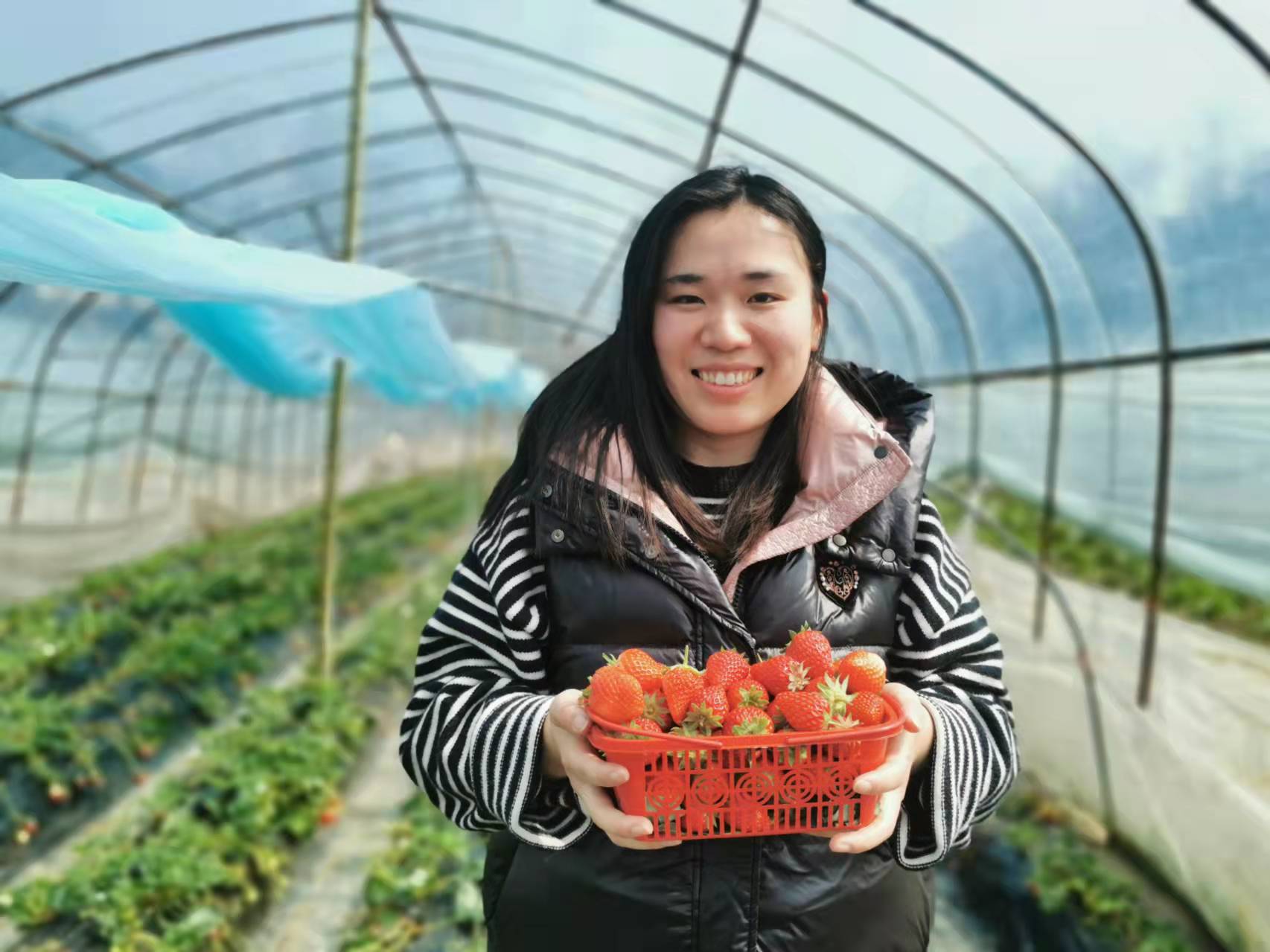 大棚种植致富果_种植大棚挣钱吗_大棚种植利润怎么样