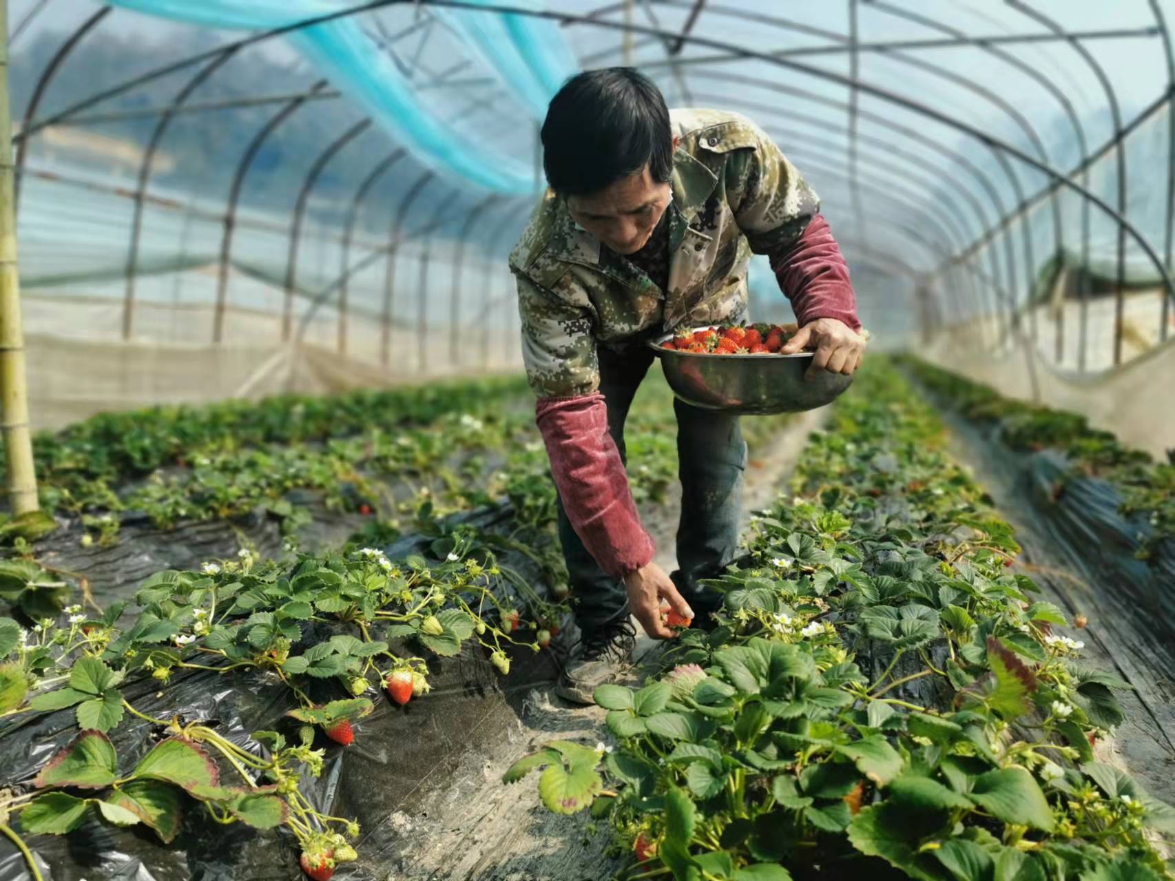 大棚种植致富果_种植大棚挣钱吗_大棚种植利润怎么样