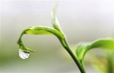 荒山种茶人_荒山种植致富茶_荒山种茶政策