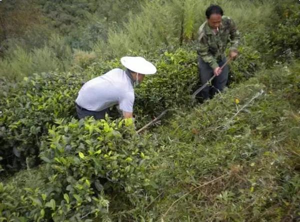 荒山种植致富茶_荒山种茶政策_荒山种茶人