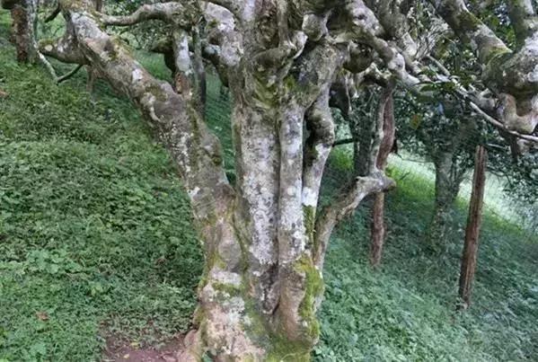 荒山种茶人_荒山种植致富茶_荒山种茶政策