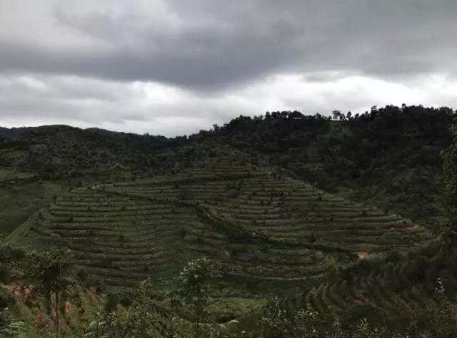 荒山种植致富茶_荒山种茶政策_荒山种茶人