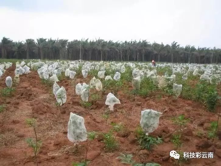 蝴蝶养殖教材技术要点_蝴蝶养殖视频_蝴蝶养殖技术教材