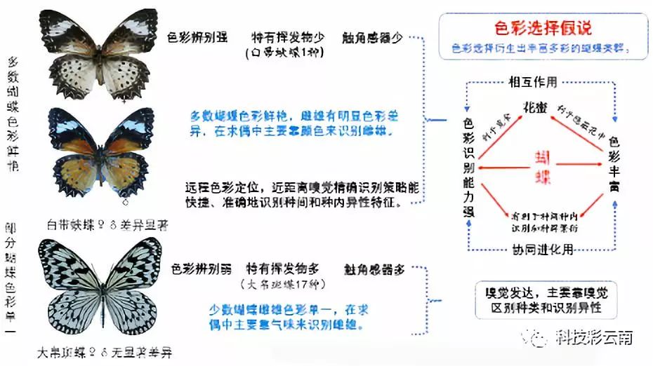 蝴蝶养殖视频_蝴蝶养殖技术教材_蝴蝶养殖教材技术要点