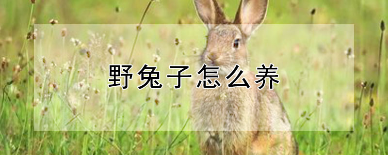 野兔子怎么养