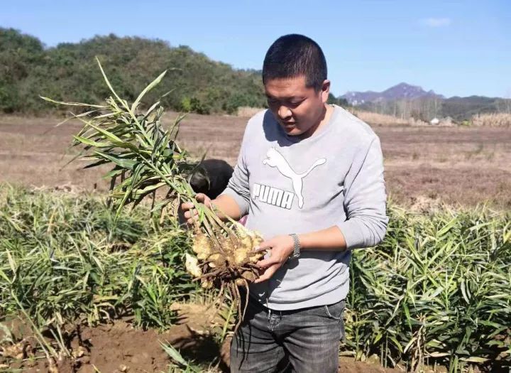 农村中草药种植致富_农村致富经中药材种植_致富经药材种植