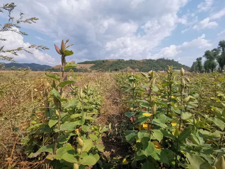 农村致富经中药材种植_致富经药材种植_农村中草药种植致富