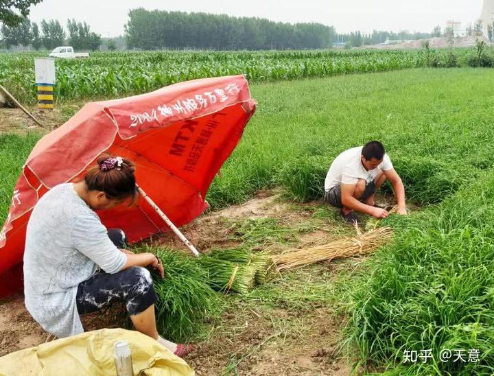 临清农村种植致富_农民致富种植项目_山东农村种植致富好项目