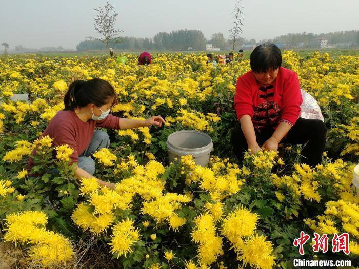 山东传承中医药国粹 打通产业“任督二脉”